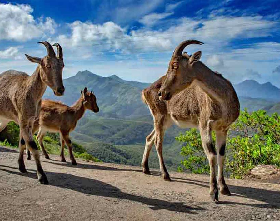 Eravikulam National Park